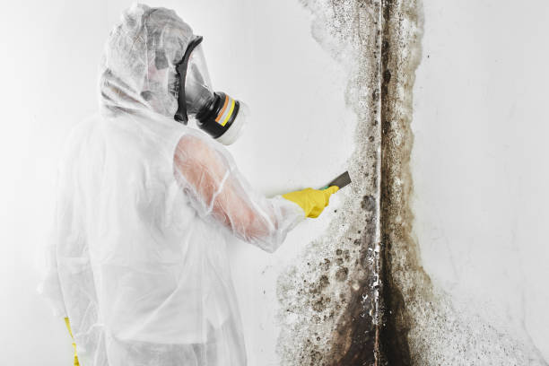 Best Crawl Space Mold Removal  in New Hartford Center, CT