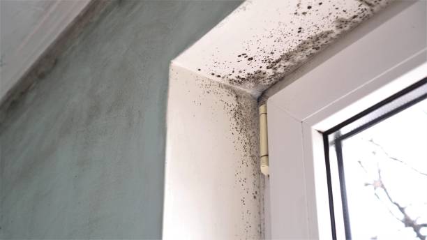 Best Home Mold Removal  in New Hartford Center, CT