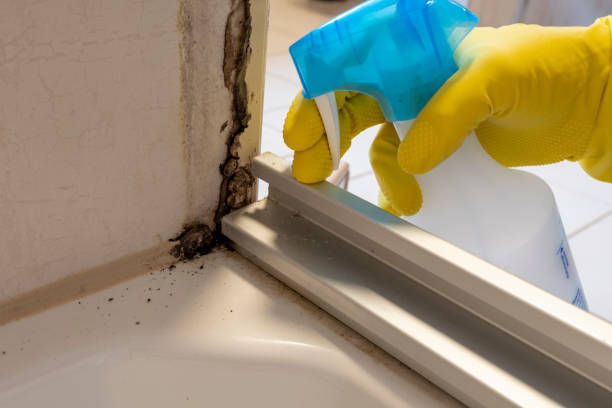 Best Emergency Mold Removal  in New Hartford Center, CT