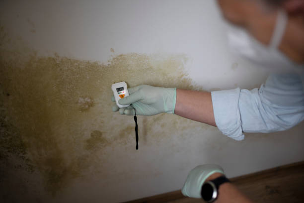 Best Certified Mold Removal  in New Hartford Center, CT