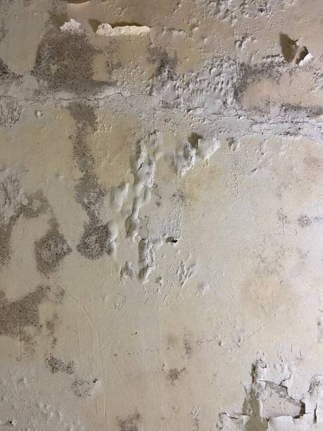  New Hartford Center, CT Mold Removal Pros