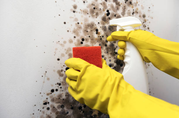 Best Mold Damage Repair  in New Hartford Center, CT