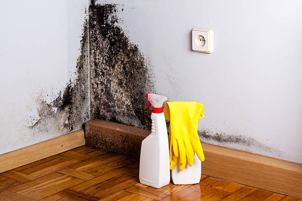 Best Crawl Space Mold Removal  in New Hartford Center, CT