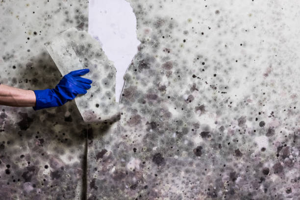Best Same-Day Mold Removal  in New Hartford Center, CT