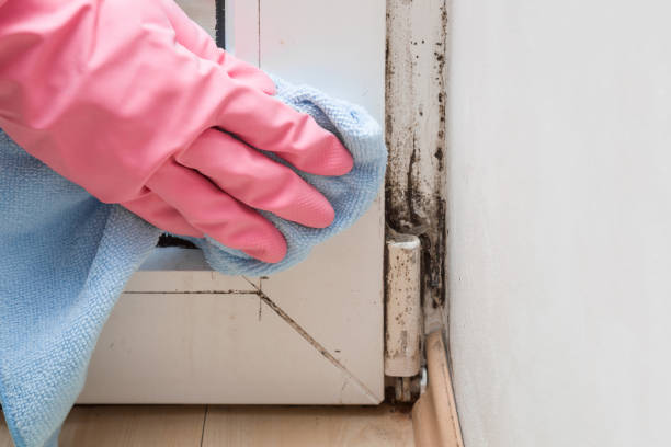 Best Best Mold Removal Companies  in New Hartford Center, CT