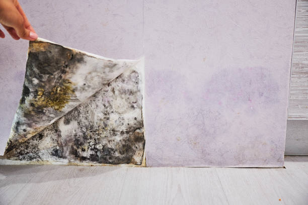 Best Mold Remediation  in New Hartford Center, CT